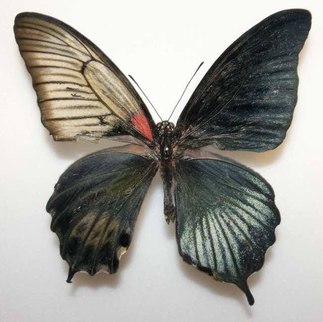 Papilo lowii (gynandromorph palawan is. philippines) (Internet Image property of respective owner, non-commercial use only)